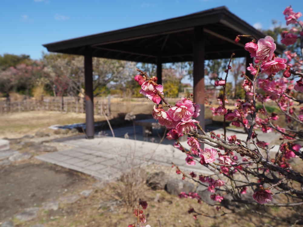 仙台農業園芸センター」で旬のお花を満喫！ | 「タビスキみやぎ