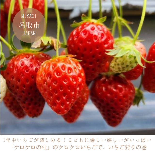 1年中いちごが楽しめる！こどもに優しい嬉しいがいっぱい 「ケロケロの杜」のケロケロいちごで、いちご狩りの巻