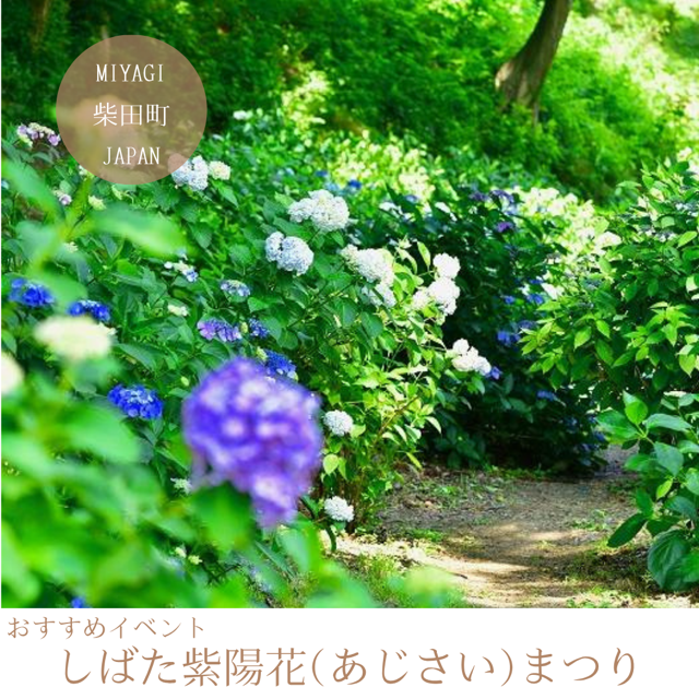 しばた紫陽花（あじさい）まつり
