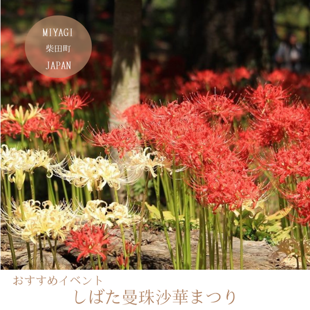 しばた曼珠沙華まつり