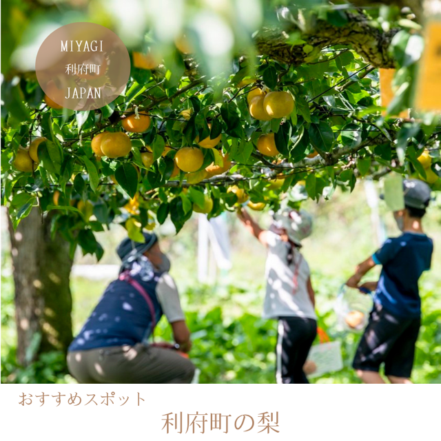 利府町の梨