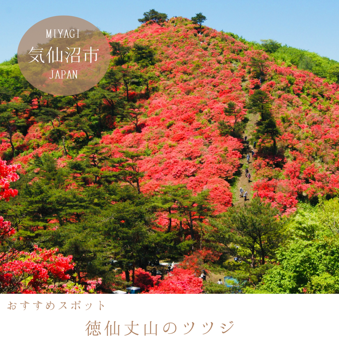 徳仙丈山ツツジ