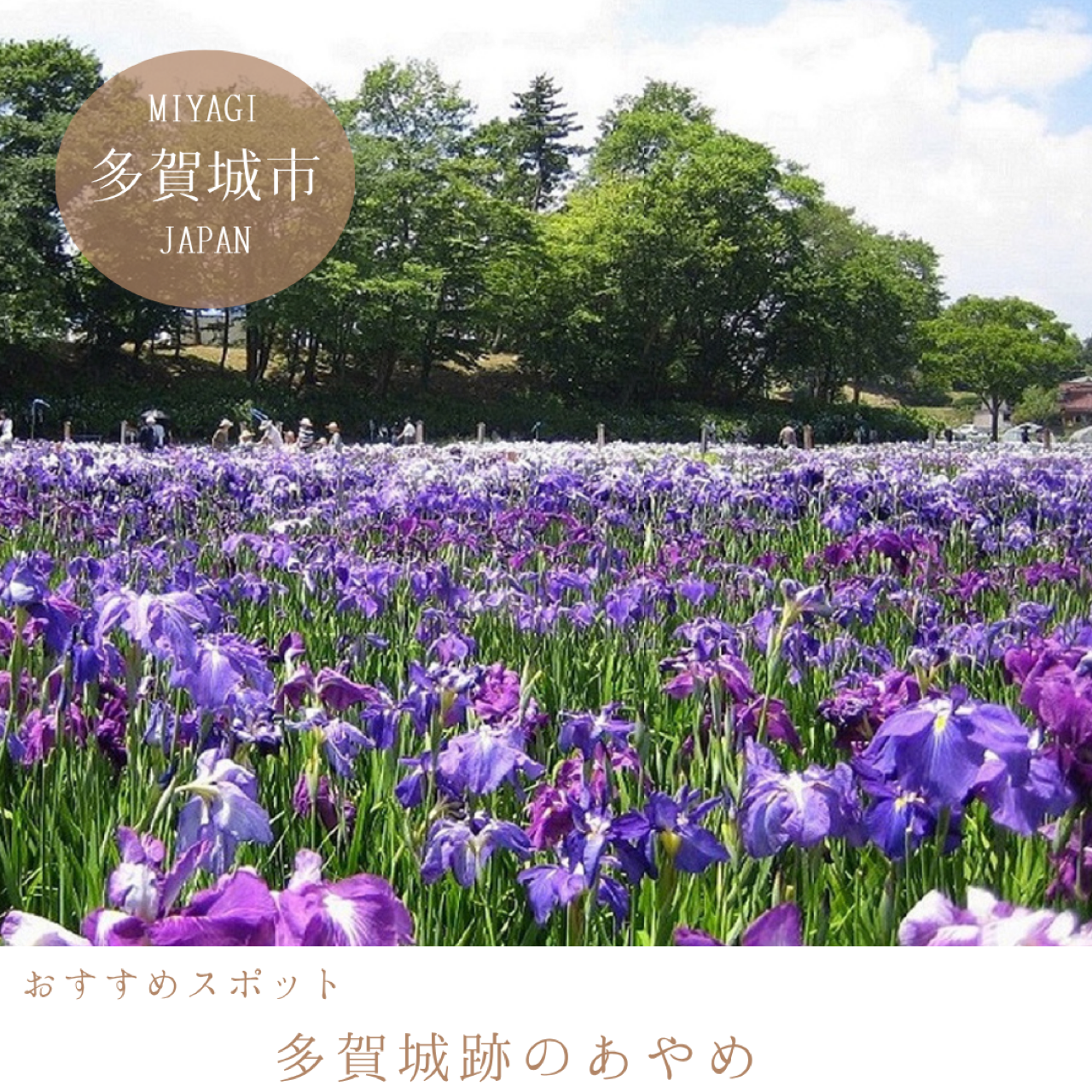 多賀城跡あやめまつり