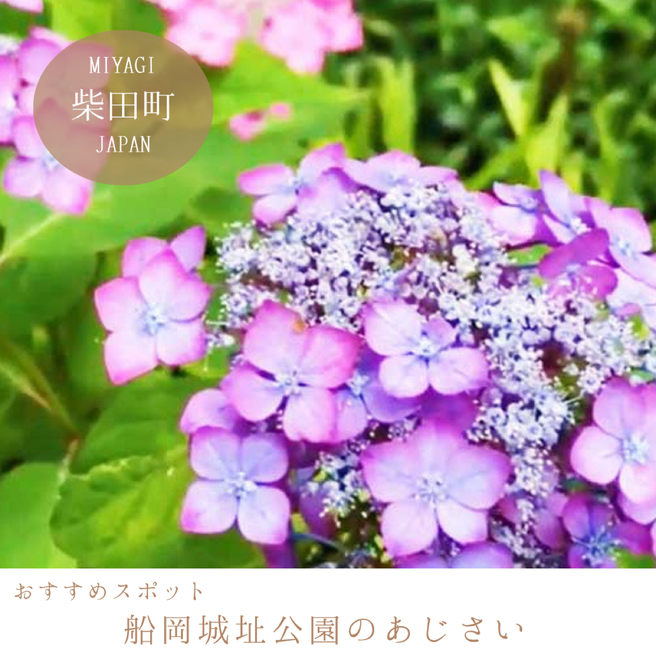 しばた紫陽花（あじさい）まつり