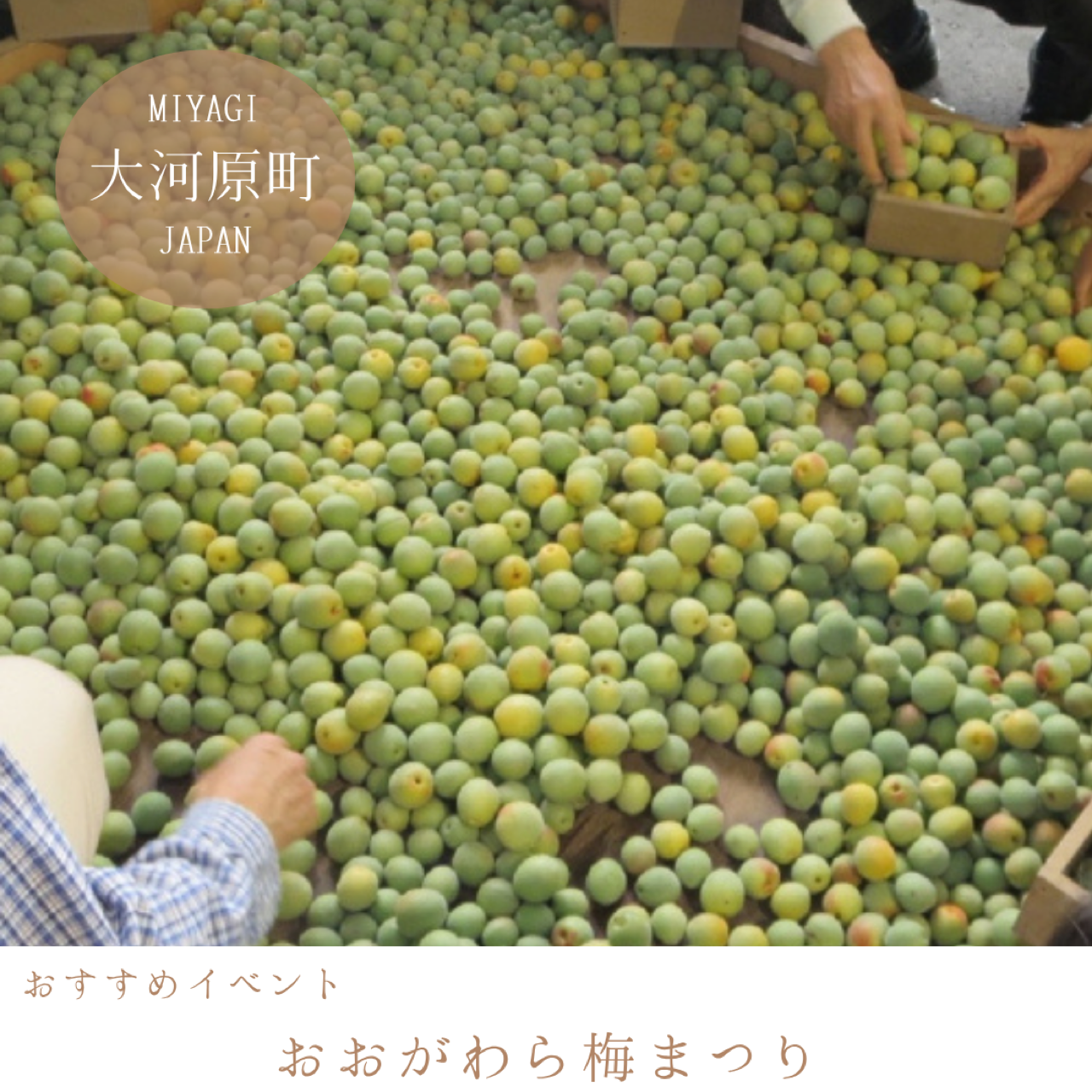 おおがわら梅まつり