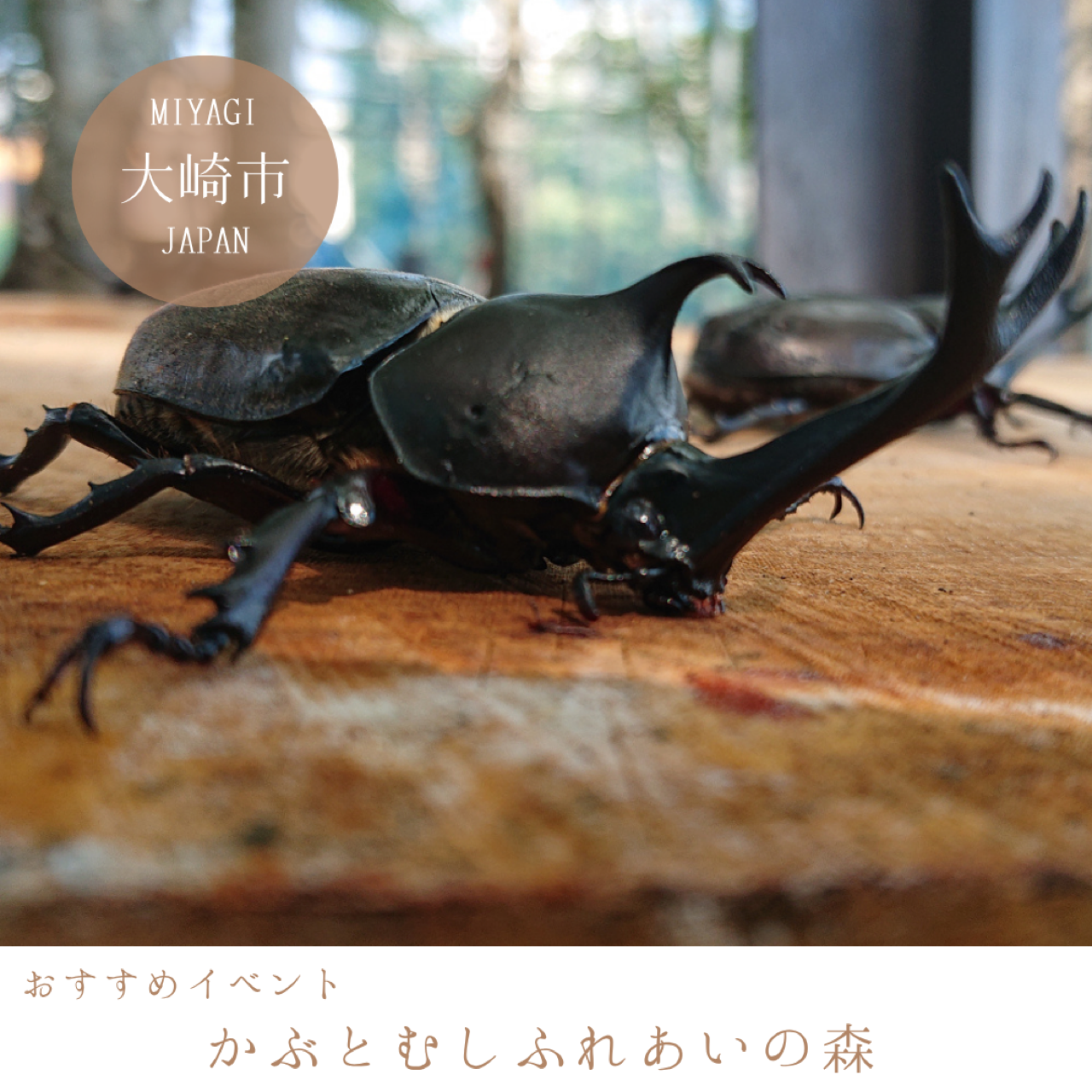 かぶとむしふれあいの森