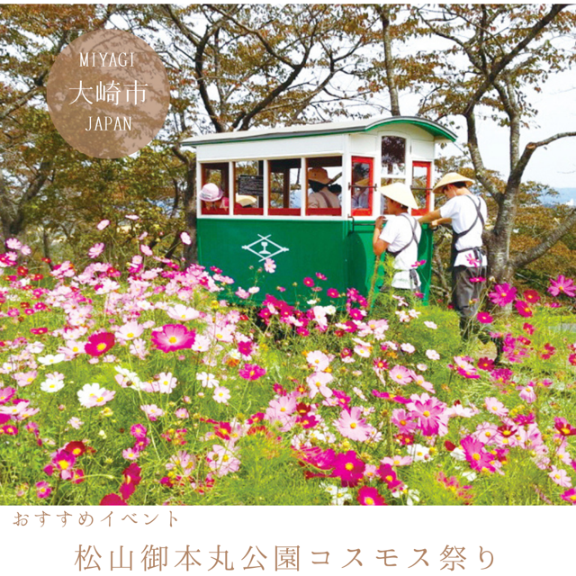 松山御本丸公園コスモス祭り
