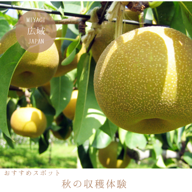 秋の収穫体験