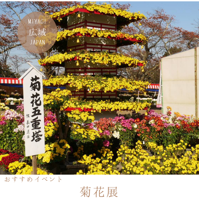 菊花展