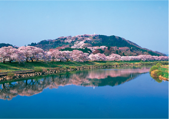 【県南エリア】一目千本桜・船岡城址公園の桜