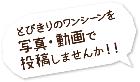 とびきりのワンシーンを写真・動画で投稿しませんか！